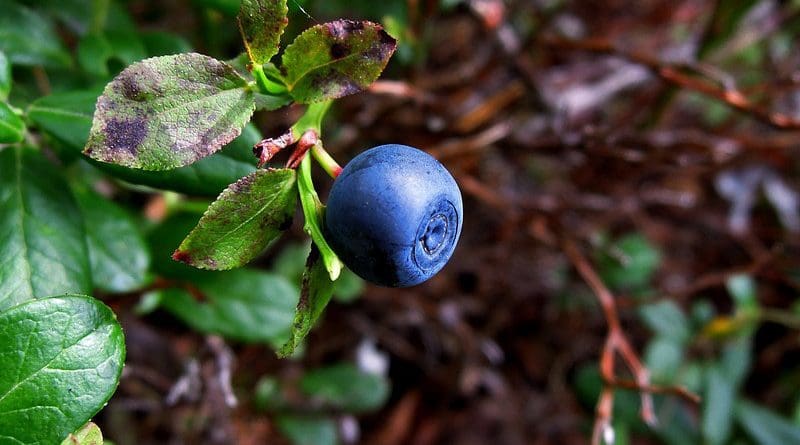 wild blueberry plant forest