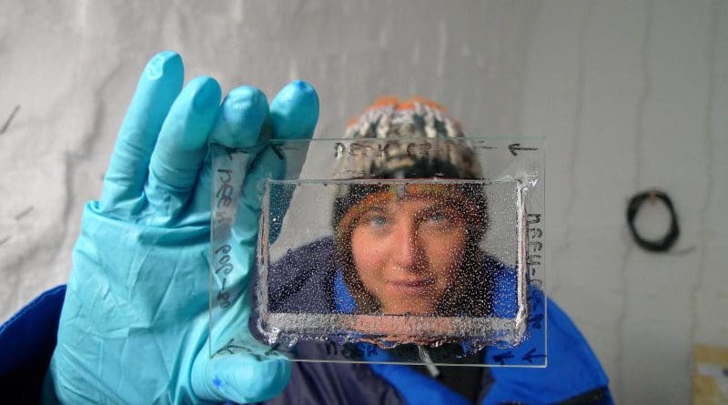 The study's lead author Emilie Capron looks through a thin, polished piece of ice core from the NEEM ice core which was drilled through the Greenland ice cap. Ice cores consist of compressed snow, and a small amount of air is sealed in bubbles during the compression. Ice-core scientists reconstruct the composition of the atmosphere of the past by analysing these bubbles. CREDIT Photo: Sepp Kipfstuhl.