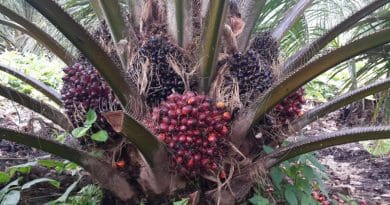 Bunches in an oil palm plantation in Indonesia. It takes about 38 weeks from initiation until bunches are ready for harvest. CREDIT Hendra Sugianto/University of Nebraska-Lincoln