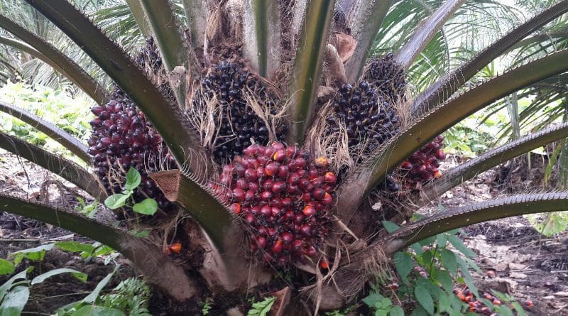 Bunches in an oil palm plantation in Indonesia. It takes about 38 weeks from initiation until bunches are ready for harvest. CREDIT Hendra Sugianto/University of Nebraska-Lincoln