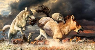 Gray wolves take down a horse on the mammoth-steppe habitat of Beringia during the late Pleistocene (around 25,000 years ago). CREDIT Julius Csotonyi