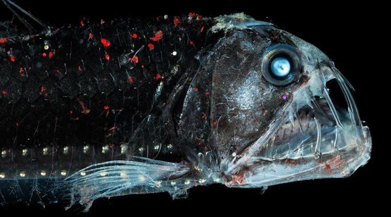 The habitat for deep-sea organisms (e.g. the viper fish) could become smaller in the future. CREDIT S. Zankl.