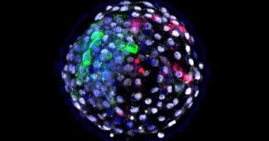 A human-monkey chimeric blastocyst. Credit: Weizhi Ji/Kunming University of Science and Technology.