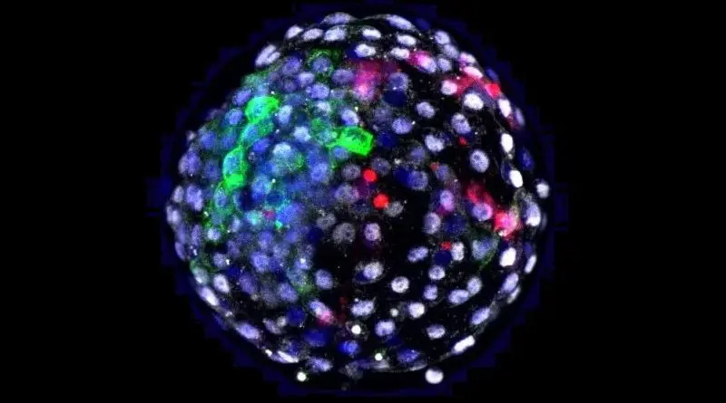 A human-monkey chimeric blastocyst. Credit: Weizhi Ji/Kunming University of Science and Technology.