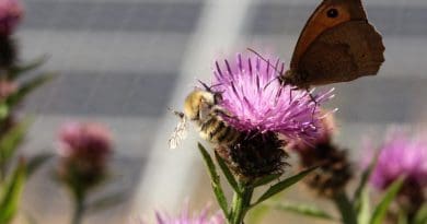 Pollinators in a solar farm. CREDIT Solar Energy UK & Sarah Cheesbrough
