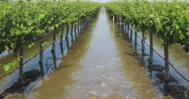 Flooding vineyards and increasing groundwater recharge, Terranova Ranch, near Fresno, California, diverts water from a full flood-control channel. CREDIT Courtesy Terranova Ranch Inc.