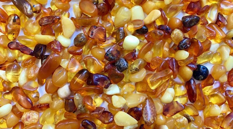 Baltic amber is not only beautiful, but also a potential source of new antibiotics. CREDIT Connor McDermott