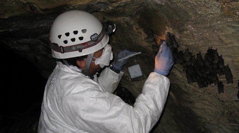 USGS wildlife disease specialist Kimberli Miller collects field samples from a white-nose syndrome positive cave in Vermont. CREDIT USGS