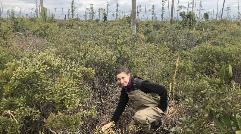 Emily Ury measures soil salinity in a ghost forest. CREDIT Photo by Emily Bernhardt, Duke University