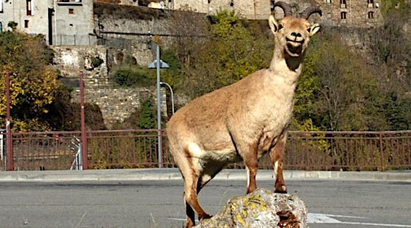 Laña, the last surviving Pyrenean Ibex, returned as a mounted animal to Torla-Ordesa on the 6th November 2012 after its controversial cloning attempt. Her skin is now exhibited in the visitors centre of Ordesa & Monte Perdido National Park CREDIT Manolo Grasa