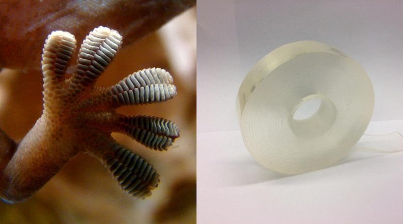 A gecko foot and a rol of gecko tape. Two pictures of the same physics? Gecko image: Bjørn Christian Tørrissen
