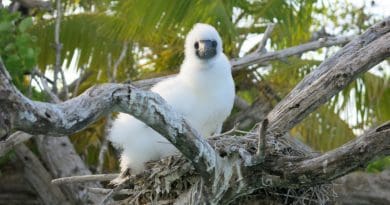 A Booby chick sits on a nest on a rat-free island in the Indian OceanCredit Professor Nick Graham