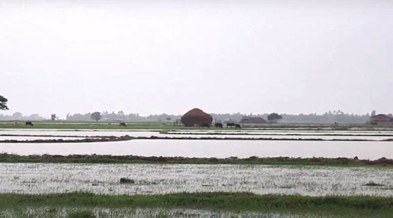 Rice paddy in Myanmar. Photo Credit: DMG