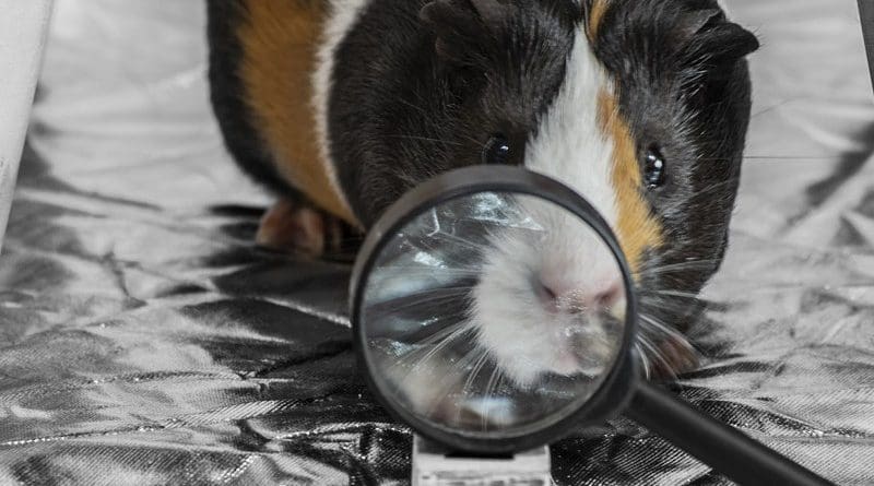 Pet Guinea Pig Magnifying Glass Given Rodent