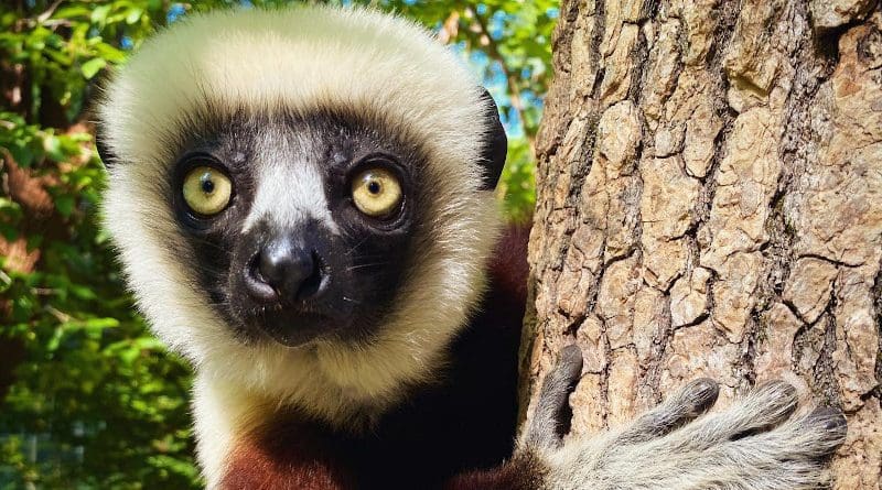 A new study sequencing the genome of four species of sifakas (Propithecus), a genus of lemurs found in Madagascar's forests, reveals that these animals' taste for leaves runs all the way to their genes, which are also more diverse than expected for an endangered species. CREDIT Lydia Greene, Duke University