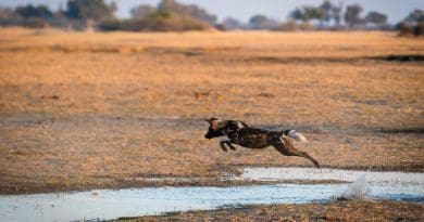 An African wild dog crosses a small channel in the Okavango Delta in Botswana. Swamps, rivers and lakes, on the other hand, are usually hardly surmountable obstacles. (Image: Dominik Behr)