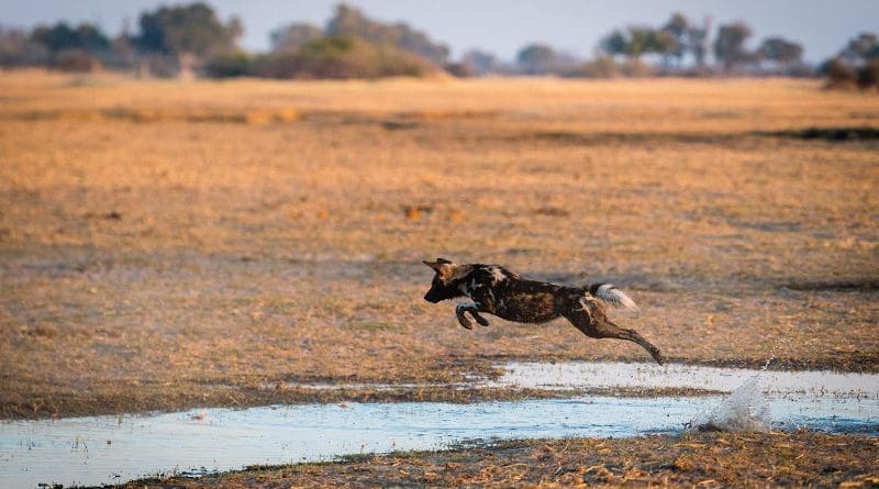 An African wild dog crosses a small channel in the Okavango Delta in Botswana. Swamps, rivers and lakes, on the other hand, are usually hardly surmountable obstacles. (Image: Dominik Behr)