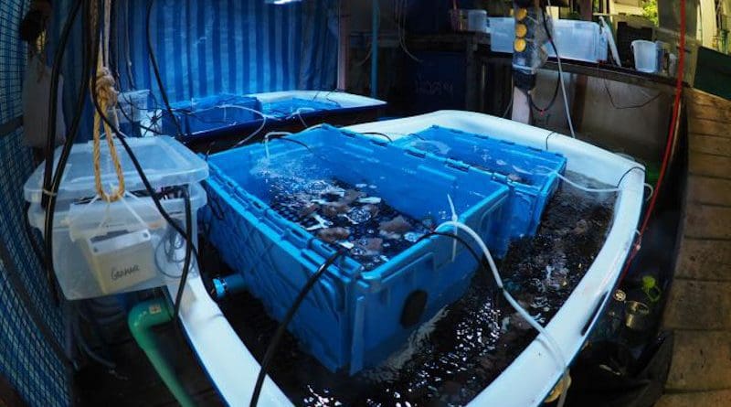 Experimental facility for developing and testing microbiome transplantation methods. Innovative microbiome-based strategies for corals might soon help them survive heat waves for a short time. CREDIT A. Roik.