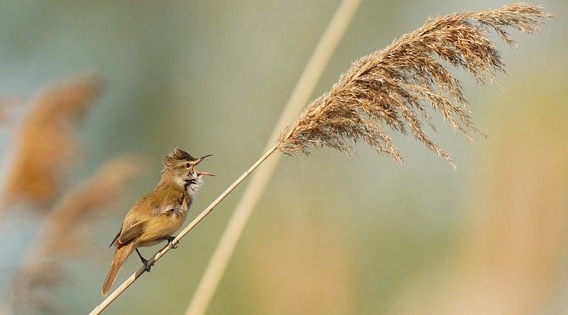 Great Reed Warbler Bird Male Avian Reed Animal