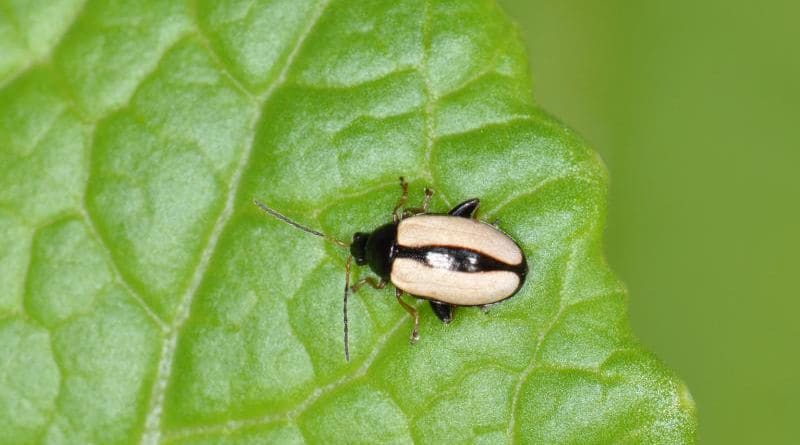 The horseradish flea beetle Phyllotreta armoraciae is capable of accumulating large amounts of mustard oil glucosides (glucosinolates) in its body, making itself unpalatable to predators. Glucosinolates are defense substances of mustard, rapeseed, horseradish and other plants of the cabbage family. Crucial to the sequestration of glucosinolates in the beetle are special transporters localized in the excretory organ. These transporters prevent glucosinolates that have been absorbed into the body from being excreted. CREDIT Anna Schroll