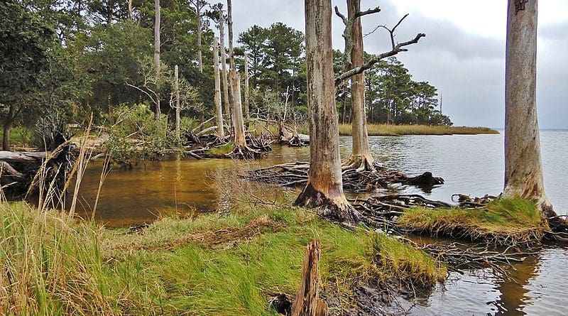 Ghost forest in the Nags Head Woods ecological preserve, North Carolina. Photo Credit: NC Wetlands, Wikipedia Commons