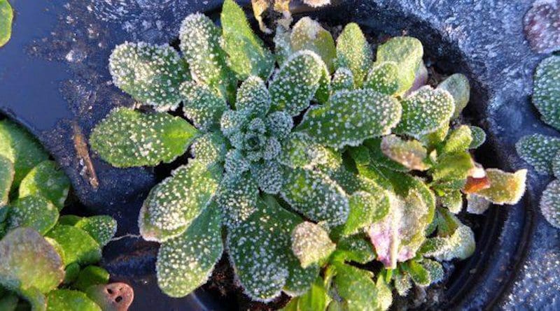 Frost on Arabidopsis thaliana - new discovery may help us grow crops in fluctuating climate CREDIT John Innes Centre