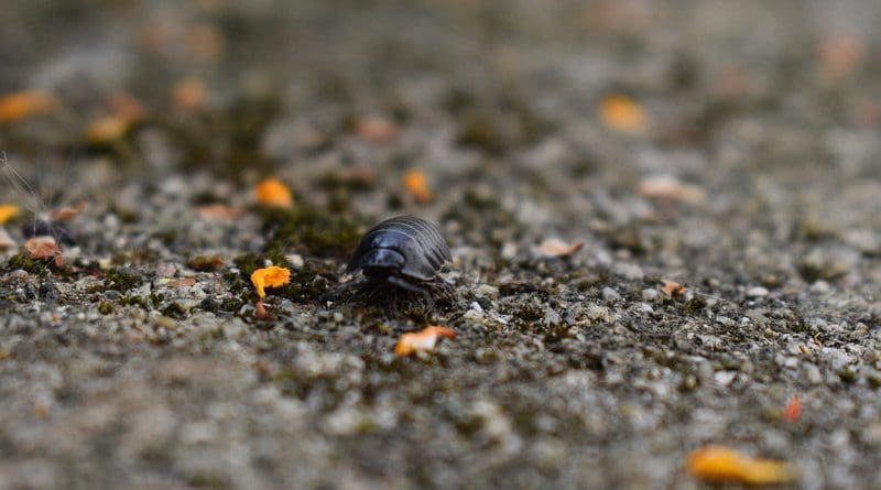 Insect Woodlouse Close Bug