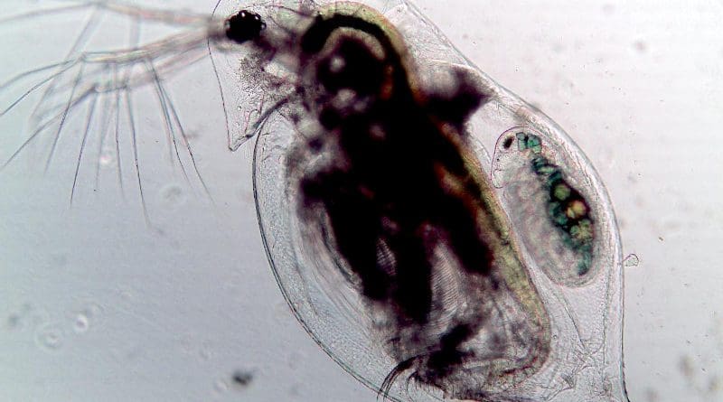 A zooplankton (Daphnia dentifera) infected by the fungal parasite Metschnikowia bicuspidate. The microscopic fungal spores filling the body as visible as black fuzzy spots. CREDIT Tara Stewart Merrill