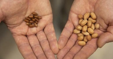 Wild peanut variations in the lab of David Bertioli and Soraya Leal-Bertioli at the Center for Applied Genetic Technologies. CREDIT Andrew Davis Tucker/UGA