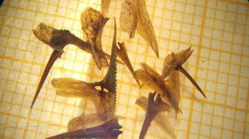 These 12,000-year-old stickleback bones were found in Finnmark by researchers from the Norwegian Geological Survey (NGU). They were well enough preserved that biologists could identify the species -- and learn something about evolution. CREDIT Photo: Anders Romundset, NGU / NTNU