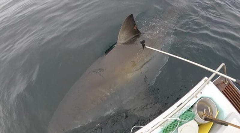 Researchers use a camera on a pole to document the unique dorsal fin markings of a white shark off the California coast. CREDIT Scot Anderson