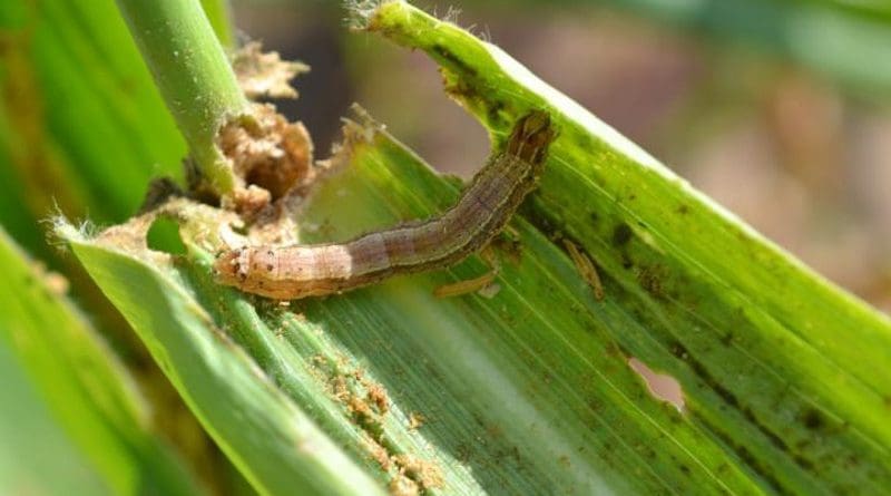 Fall armyworm costs USD$9.4 bn a year in yield losses to African agriculture. CREDIT CABI