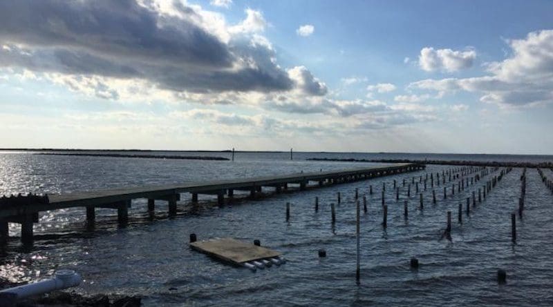 Oysters were raised at this medium salinity site on long lines in Grand Isle for two years before being cross-bred with oysters raised at a low salinity site at the Louisiana University Marine Consortium in Chauvin as part of this study. CREDIT Photo Credit: Morgan Kelly, LSU