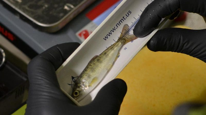 Juvenile Chinook salmon were tagged with acoustic transmitters, allowing scientists to track them as they migrated down the Sacramento River to the sea. CREDIT Photo by Alex McHuron