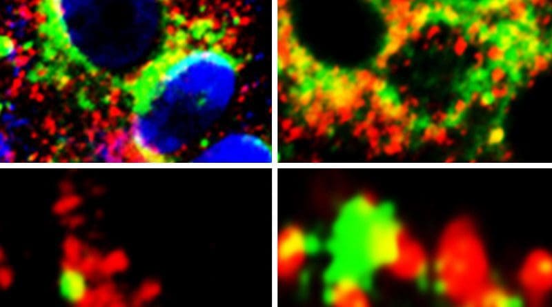 Images of cells showing close proximity (yellow) of GRP78 (green) with Spike protein of SARS-Cov-2 (red) (left panels) and ACE2 (red) (right panels). CREDIT Lead author Anthony Carlos, PhD