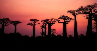 Madagascar Baobabs Trees Silhouette Landscape Sunset Dusk