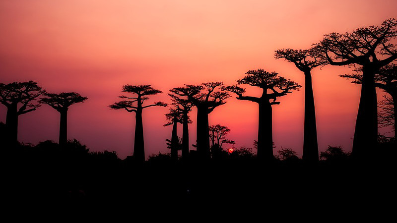 Madagascar Baobabs Trees Silhouette Landscape Sunset Dusk