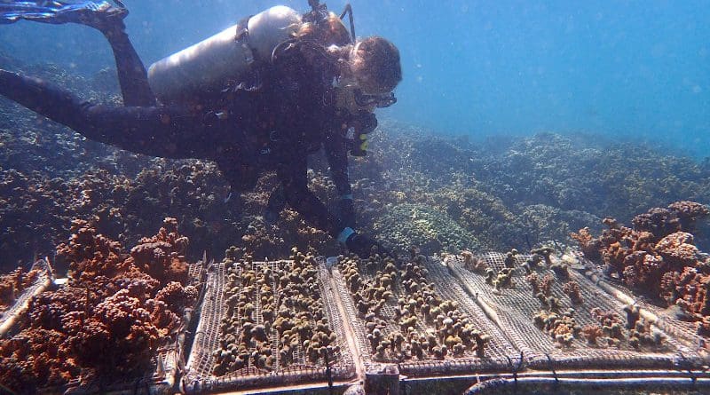 University of Pennsylvania biologist Katie Barott and colleagues found that corals maintain their ability to resist bleaching even when transplanted to a new reef. CREDIT S. Matsuda