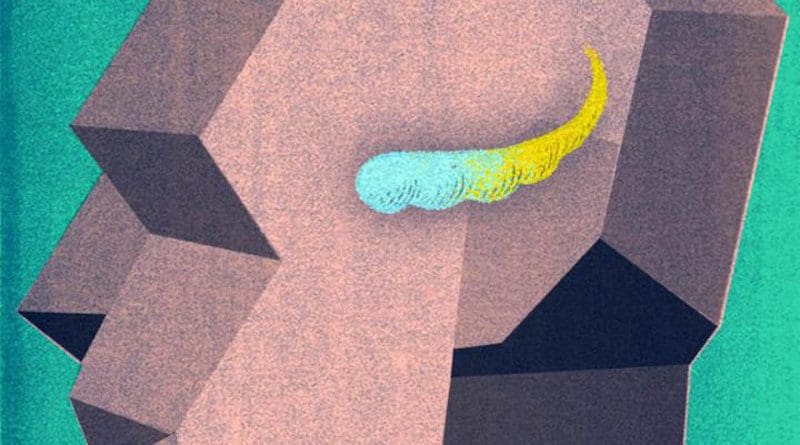Marked differences in gene activity were identified in the anterior portion of the hippocampus, which points downward toward the face, and the posterior, which points upward toward the back of the head. CREDIT Melissa Logies