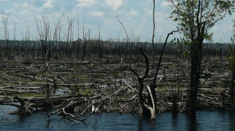 Forest destroyed by fire in Middle Negro.The effects of wildfires on plant cover and soil quality CREDIT Bernardo Monteiro Flores