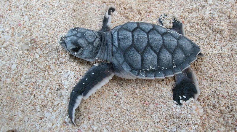 A green turtle hatchling CREDIT Cayman Islands Department of Environment