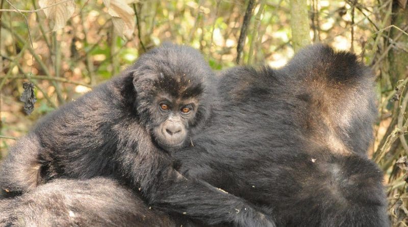 Grauer's gorilla with baby. CREDIT Andrew Plumptre