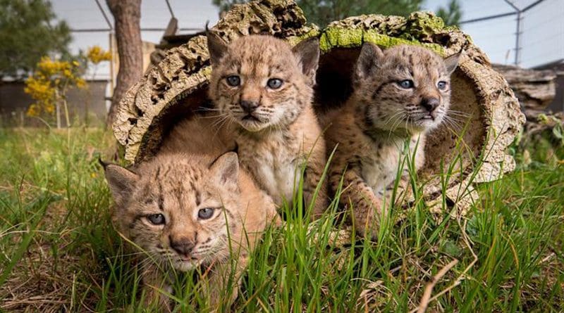 Iberian lynx cubs. Photo Credit: Moncloa