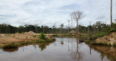 Most gold mines in the Peruvian Amazon are unregulated, small-scale operations, leaving governments without ways to protect the surrounding environment or track how much forest is lost to mining. CREDIT Photo courtesy of Lisa Naughton