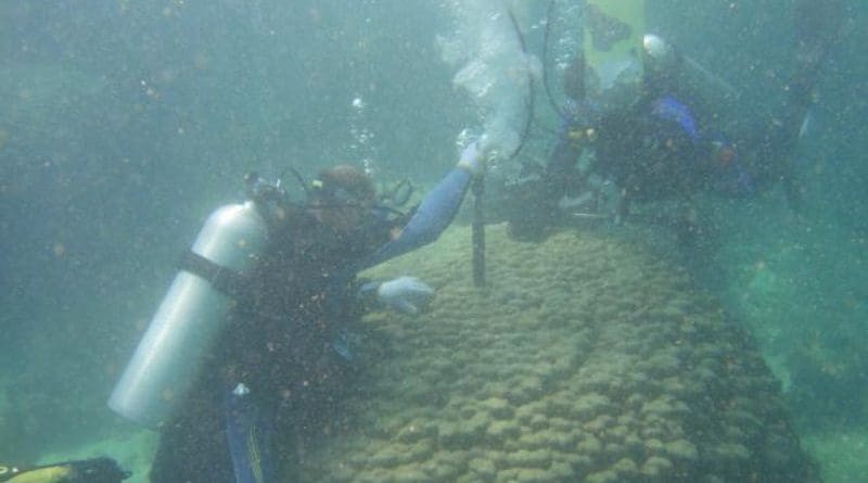 Collecting coral samples in the waters off Oman (Photo: Tsuyoshi Watanabe). CREDIT Tsuyoshi Watanabe