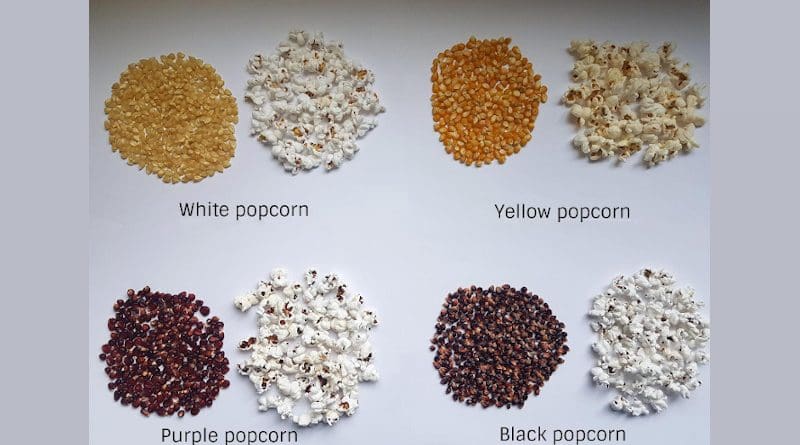 The research team observed 49 different varieties of popcorn including white popcorn, yellow popcorn, purple popcorn, and black popcorn to determine economical ways to create high-quality popcorn. CREDIT Maria Fernanda Maioli