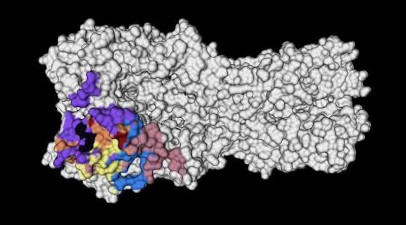 Hemagglutinin (HA) is a protein on the surface of the influenza virus that attaches to receptors on host cells. A new study shows how antibodies that target conserved, stable portions of HA, shown in the colored portions here, were highly effective at fighting the virus. CREDIT Guthmiller et al.