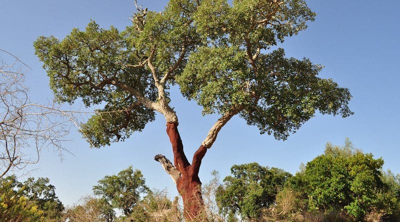 cork oak tree