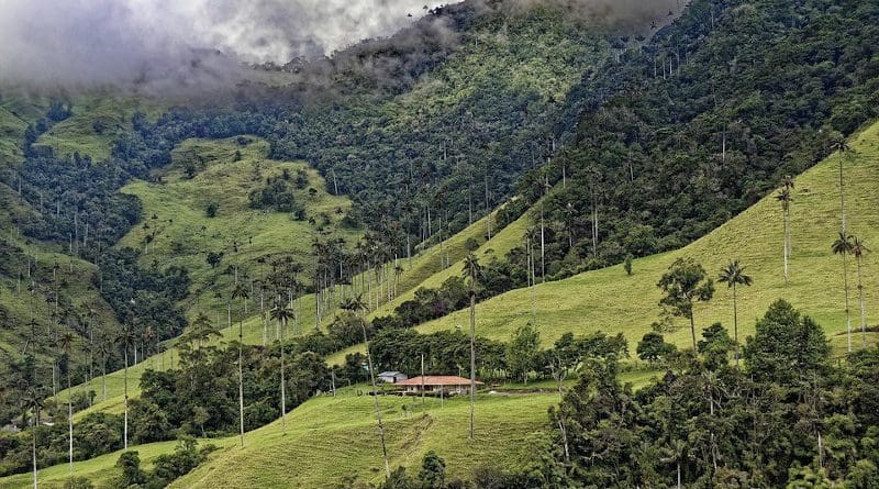 Forest Colombia El Bosque De Palmas Palm Trees