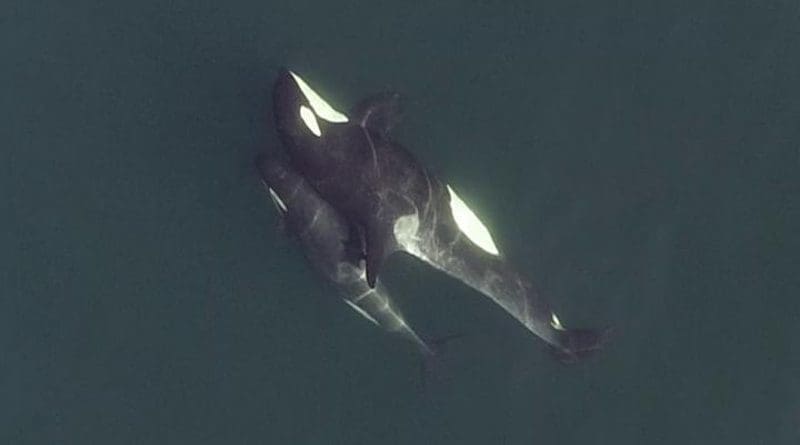 Killer whales making contact with each other CREDIT University of Exeter